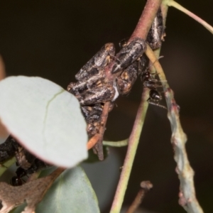 Eurypella tasmaniensis at Russell, ACT - 17 Jan 2024