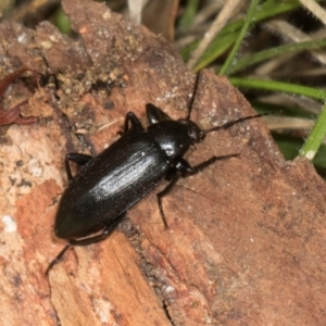 Metistete pimeloides at Russell, ACT - 17 Jan 2024