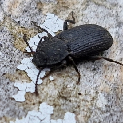 Unidentified Darkling beetle (Tenebrionidae) at Wallaroo, NSW - 17 Mar 2024 by trevorpreston