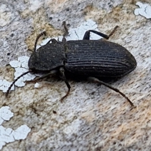 Isopteron sp. (genus) at Hall Cemetery - 17 Mar 2024 12:19 PM