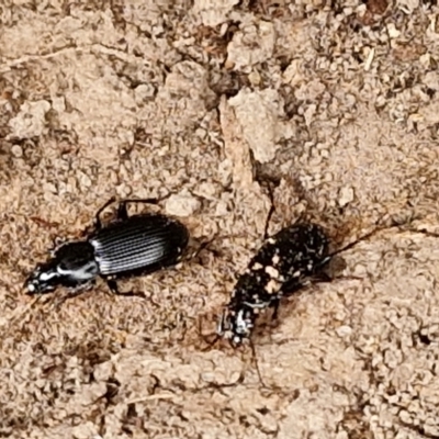 Unidentified Darkling beetle (Tenebrionidae) at Hall Cemetery - 17 Mar 2024 by trevorpreston
