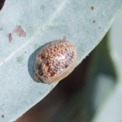 Paropsisterna m-fuscum (Eucalyptus Leaf Beetle) at Scullin, ACT - 4 Mar 2024 by AlisonMilton