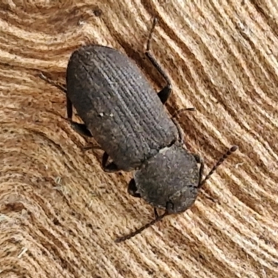 Unidentified Darkling beetle (Tenebrionidae) at Hall Cemetery - 17 Mar 2024 by trevorpreston
