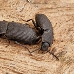 Isopteron sp. (genus) at Hall Cemetery - 17 Mar 2024 12:16 PM