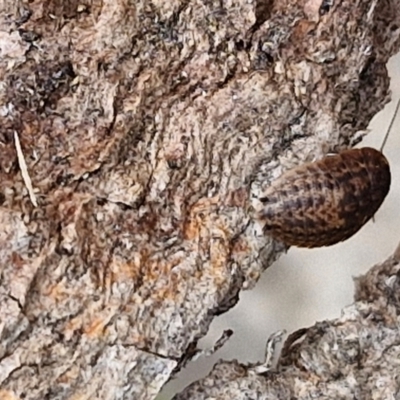 Laxta granicollis (Common bark or trilobite cockroach) at Hall, ACT - 17 Mar 2024 by trevorpreston