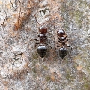 Crematogaster sp. (genus) at Hall Cemetery - 17 Mar 2024