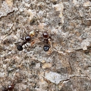 Crematogaster sp. (genus) at Hall Cemetery - 17 Mar 2024