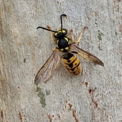 Vespula germanica (European Wasp, German Yellowjacket Wasp) at Hall Cemetery - 17 Mar 2024 by trevorpreston