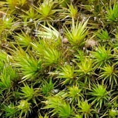 Unidentified Moss, Liverwort or Hornwort at Hall Cemetery - 17 Mar 2024 by trevorpreston