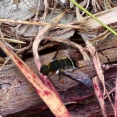 Villa sp. (genus) at Hall Cemetery - 17 Mar 2024 12:07 PM