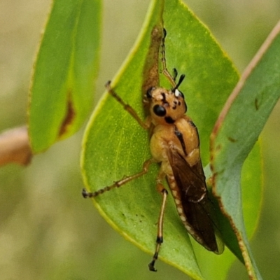 Pseudoperga guerinii (A sawfly) at Hall Cemetery - 17 Mar 2024 by trevorpreston