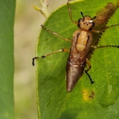 Pseudoperga lewisii at Hall Cemetery - 17 Mar 2024