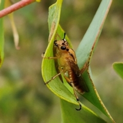 Pseudoperga guerinii at Hall Cemetery - 17 Mar 2024