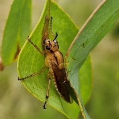 Pseudoperga lewisii at Hall Cemetery - 17 Mar 2024