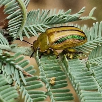 Calomela juncta (Leaf beetle) at Wallaroo, NSW - 17 Mar 2024 by trevorpreston