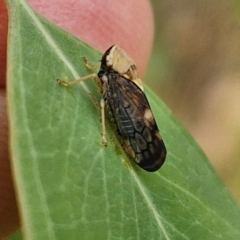 Brunotartessus fulvus (Yellow-headed Leafhopper) at Wallaroo, NSW - 17 Mar 2024 by trevorpreston