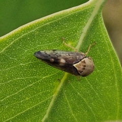 Brunotartessus fulvus at Hall Cemetery - 17 Mar 2024