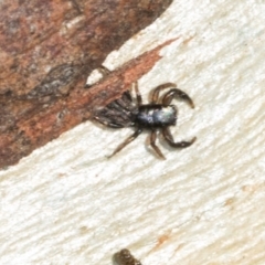 Holoplatys sp. (genus) (Unidentified Holoplatys jumping spider) at Nicholls, ACT - 11 Mar 2024 by AlisonMilton