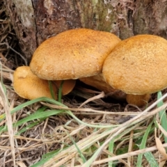 Gymnopilus junonius (Spectacular Rustgill) at Wallaroo, NSW - 17 Mar 2024 by trevorpreston