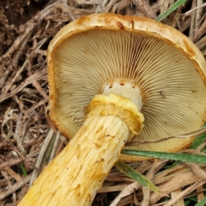 Gymnopilus junonius at Wallaroo, NSW - 17 Mar 2024 11:57 AM