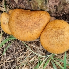 Gymnopilus junonius at Wallaroo, NSW - 17 Mar 2024 11:57 AM