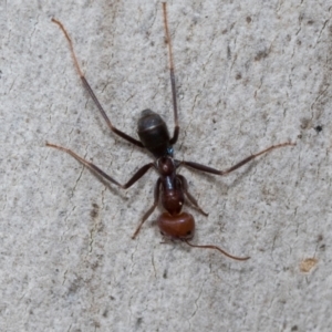 Iridomyrmex sp. (genus) at Higgins Woodland - 16 Nov 2023