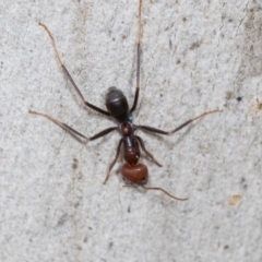 Iridomyrmex sp. (genus) at Higgins Woodland - 16 Nov 2023 01:09 PM