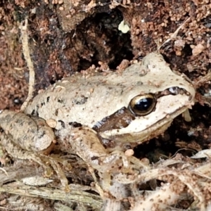 Litoria verreauxii verreauxii at Wallaroo, NSW - 17 Mar 2024