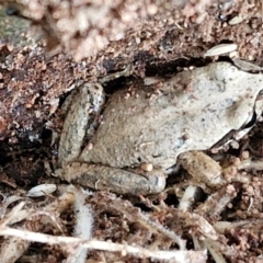 Litoria verreauxii verreauxii at Wallaroo, NSW - 17 Mar 2024 11:56 AM