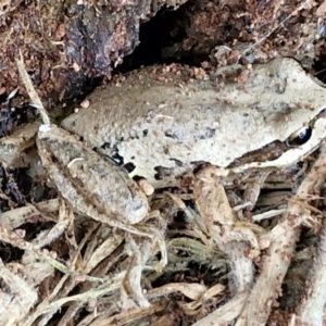 Litoria verreauxii verreauxii at Wallaroo, NSW - 17 Mar 2024 11:56 AM