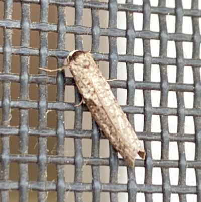 Unidentified Case moth (Psychidae) at Aranda, ACT - 17 Mar 2024 by Jubeyjubes