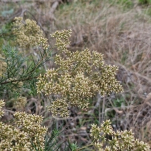 Cassinia quinquefaria at Hall Cemetery - 17 Mar 2024 11:53 AM