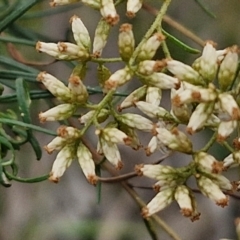 Cassinia quinquefaria at Hall Cemetery - 17 Mar 2024 11:53 AM