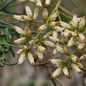 Cassinia quinquefaria at Hall Cemetery - 17 Mar 2024