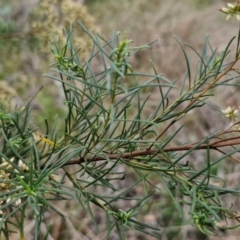 Cassinia quinquefaria at Hall Cemetery - 17 Mar 2024