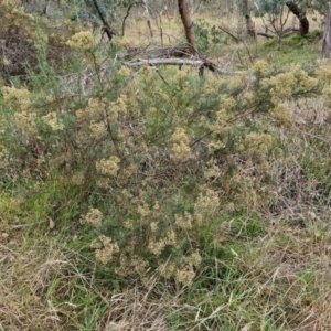 Cassinia quinquefaria at Hall Cemetery - 17 Mar 2024