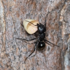 Camponotus aeneopilosus (A Golden-tailed sugar ant) at Higgins Woodland - 16 Nov 2023 by AlisonMilton