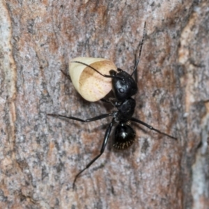 Camponotus aeneopilosus at Higgins Woodland - 16 Nov 2023