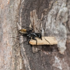 Camponotus aeneopilosus at Higgins Woodland - 16 Nov 2023