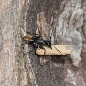 Camponotus aeneopilosus at Higgins Woodland - 16 Nov 2023