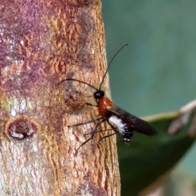 Braconidae (family) (Unidentified braconid wasp) at Hall Cemetery - 17 Mar 2024 by trevorpreston