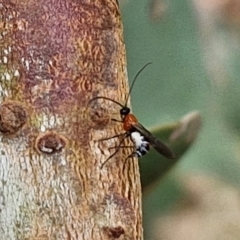 Braconidae (family) at Hall Cemetery - 17 Mar 2024