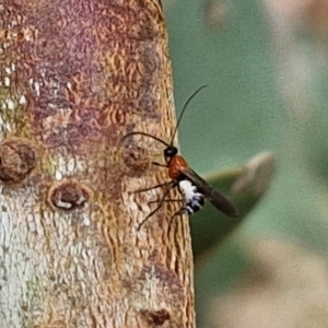 Braconidae (family) at Hall Cemetery - 17 Mar 2024