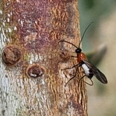 Braconidae (family) at Hall Cemetery - 17 Mar 2024 11:52 AM