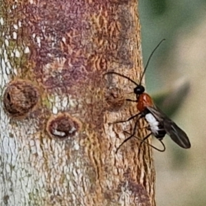 Braconidae (family) at Hall Cemetery - 17 Mar 2024