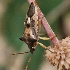 Oechalia schellenbergii (Spined Predatory Shield Bug) at Hall Cemetery - 17 Mar 2024 by trevorpreston