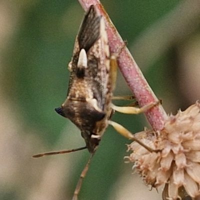 Oechalia schellenbergii (Spined Predatory Shield Bug) at Wallaroo, NSW - 17 Mar 2024 by trevorpreston