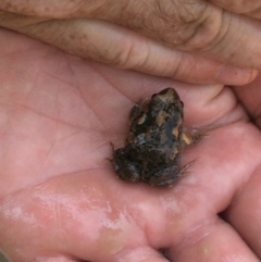 Uperoleia laevigata (Smooth Toadlet) at Wallaroo, NSW - 30 Jan 2020 by JohnConnelly