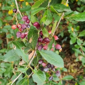 Berberis vulgaris at Mount Ainslie to Black Mountain - 17 Mar 2024