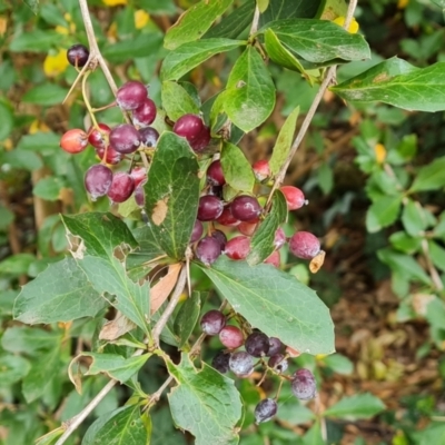 Berberis vulgaris (Barberry Bush) at Parkes, ACT - 17 Mar 2024 by Mike